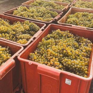 Tak včera Neuburské, dneska na programu oba Ryzlinky jedeme 💣