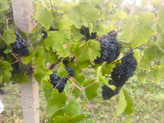 Frizzante rose underway ... Total progress 1% 😎